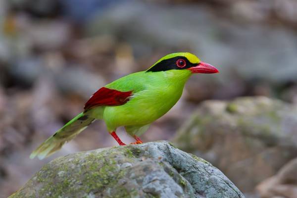 Green Magpie Shutterstock 257368429