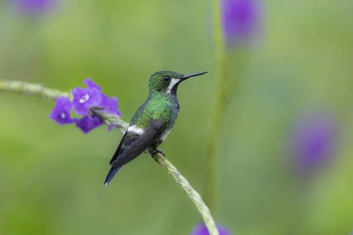 Green Thorntail © Oliver Smart, April 2026 tour