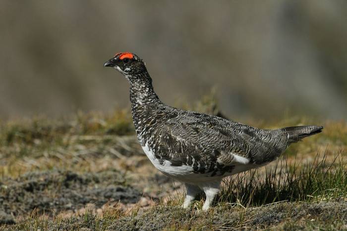 Ptarmigan, Scotland shutterstock_512858812.jpg