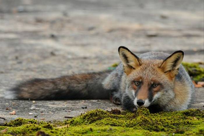 Red Fox (David Morris)