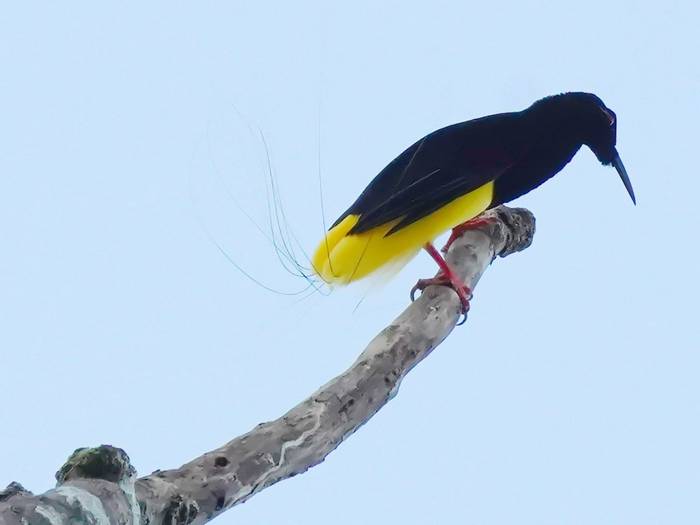 Twelve-wired Bird of Paradise by Peter Stephens.JPG