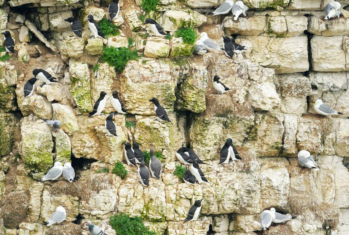 Guillemots, Kittiwakes, Razorbills and Rock Doves (Andrew Mason).jpg