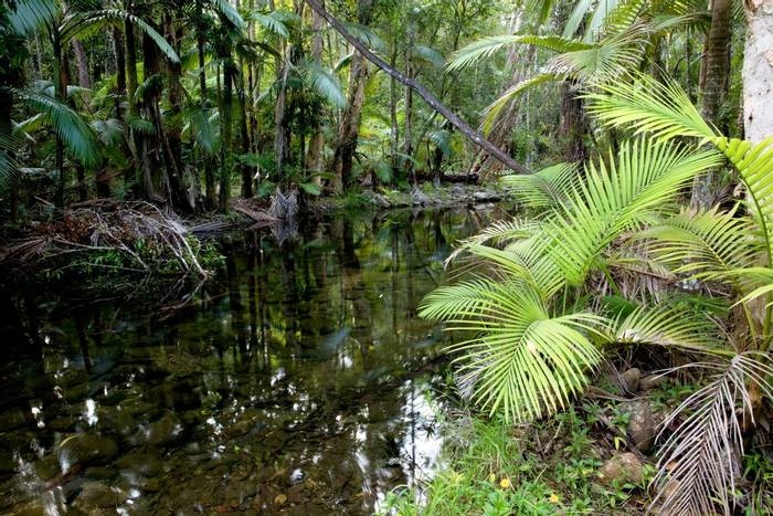 Rainforest stream, Qld © Steve Wilson