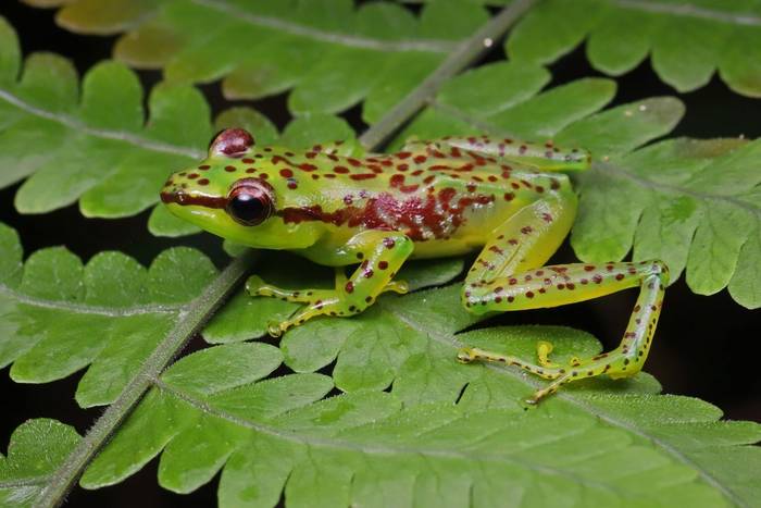 Beautiful Pandanus Frog (Guibemantis pulcher) © Bobby and Laura Bok, March 2026