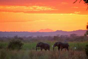 Elephants, Liwonde National Park, Malawi shutterstock_692481478.jpg