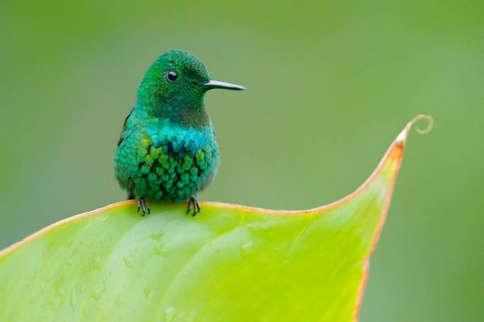 Green Thorntail, Costa Ricashutterstock 1028906023