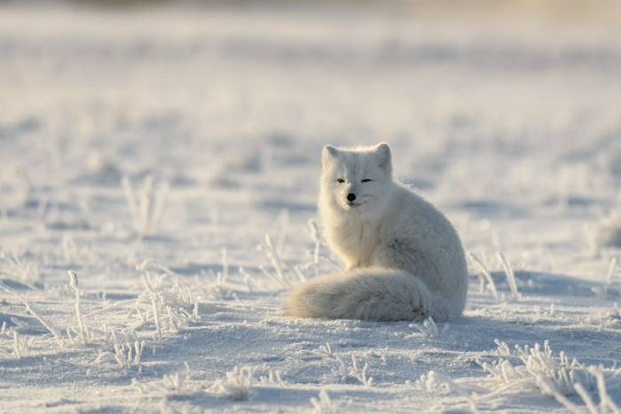 Wild arctic fox (Vulpes Lagopus) in tundra in winter time. White arctic fox sitting.