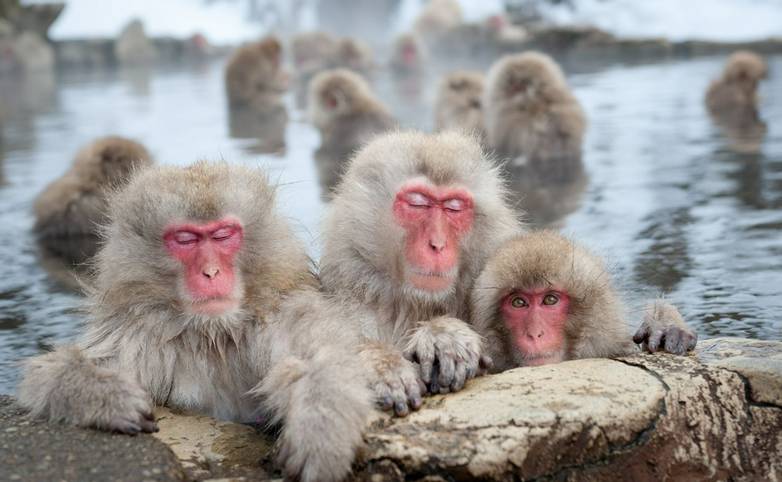 Snow Monkeys in Onsen