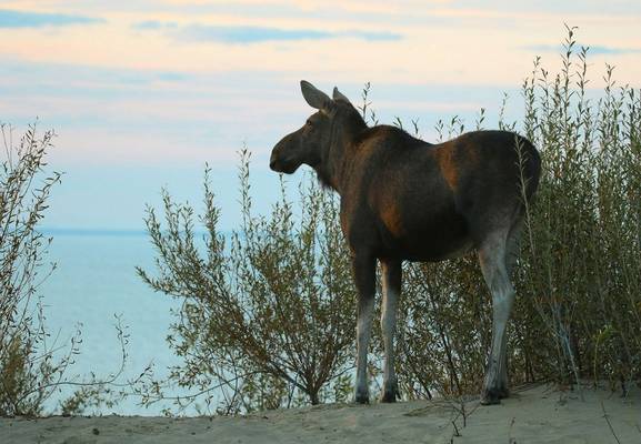 Moose   Marius Karlonas