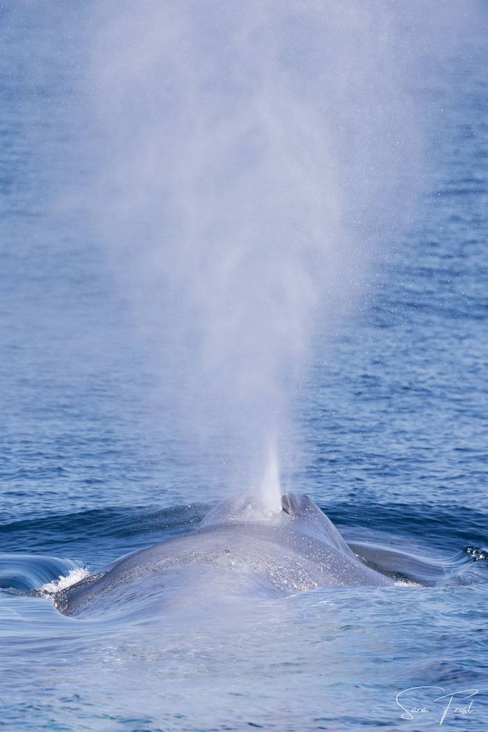 Blue Whale (Sara Frost) (8).jpg