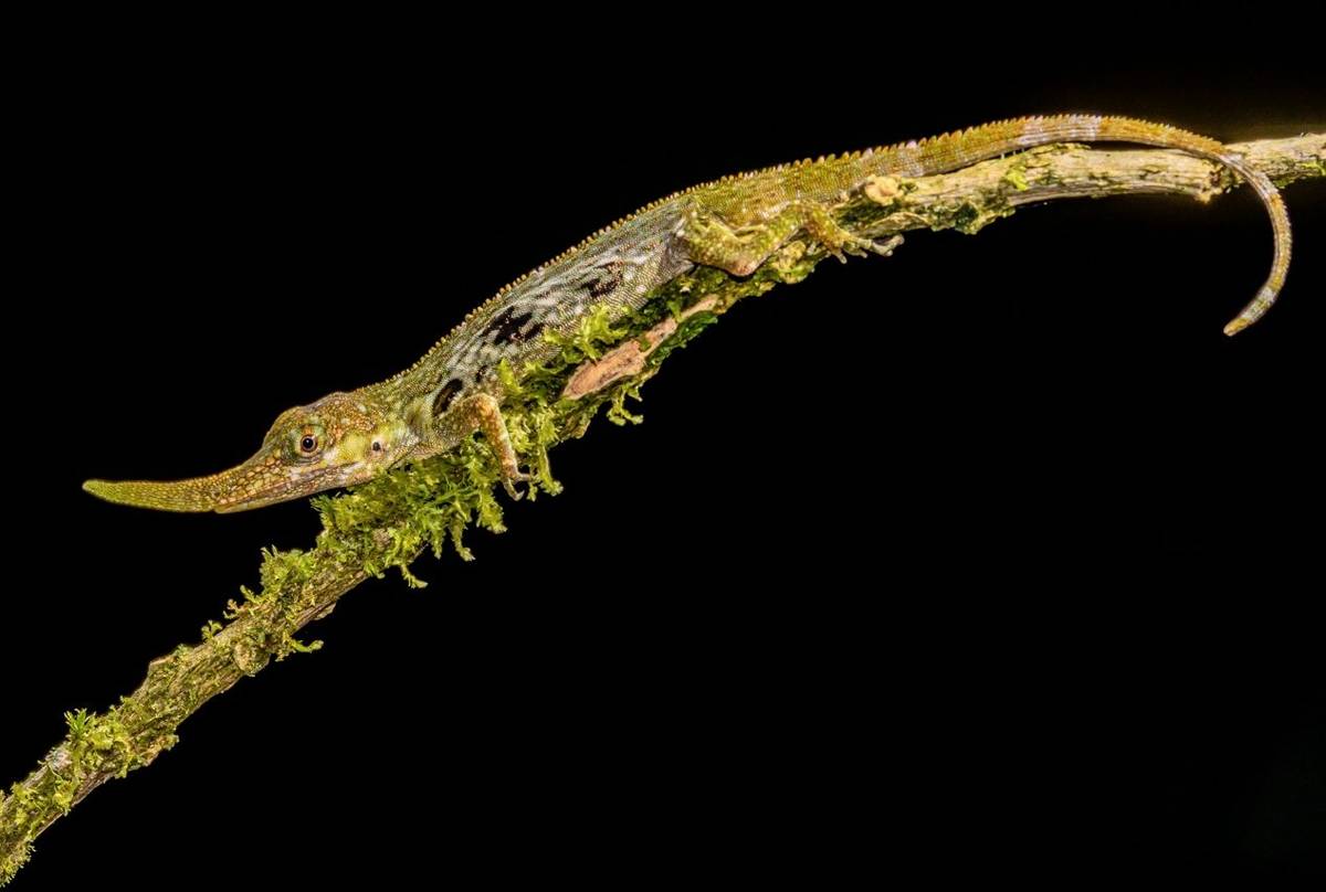 Pinocchio Lizard (Anolis proboscis) - Xavier Munoz