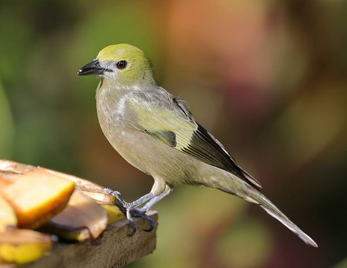 Palm Tanager, Asa Wright Centre, Trinidad © John Moseley