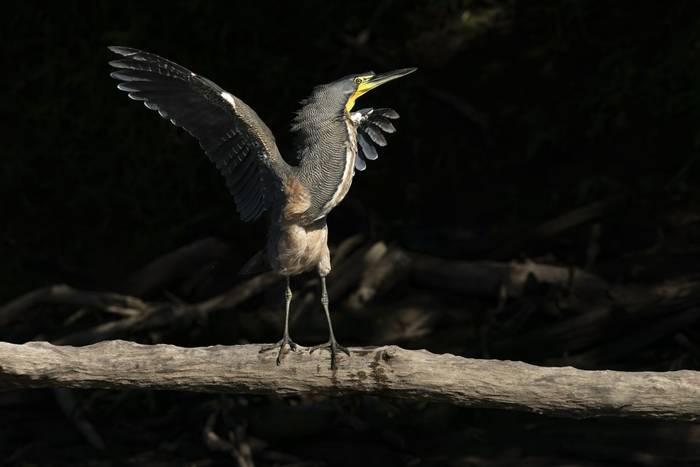 Bare-throated Tiger Heron © Oliver Smart, April 2026 tour