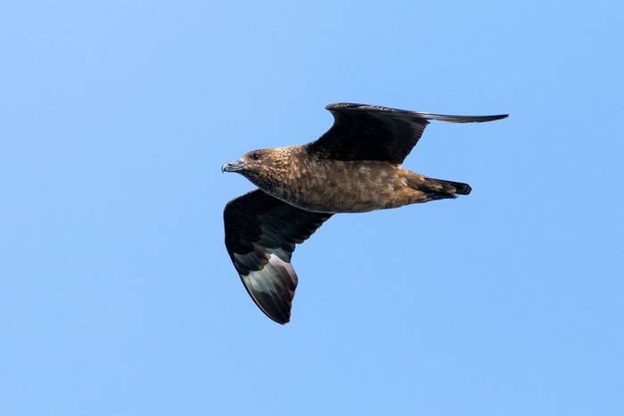 Great Skua shutterstock_1192604419.jpg