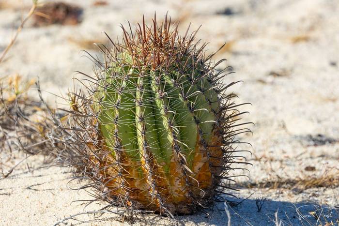 Barrel Cactus (Sara Frost).jpg