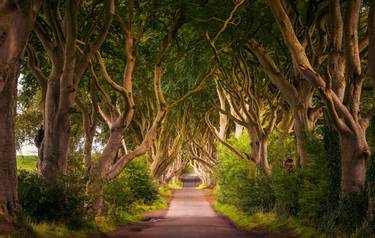 Road through the Dark Hedges tree tunnel at sunset in Ballymoney, Northern Ireland, United Kingdom