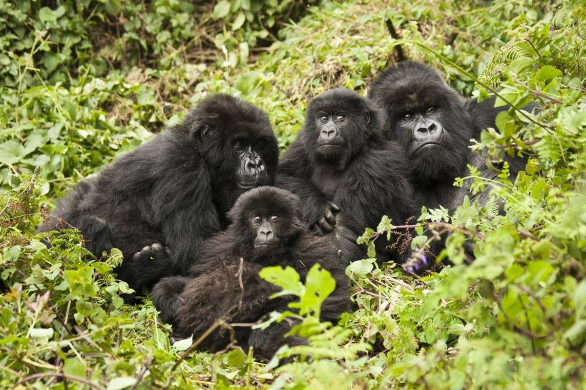 Gorilla Trekking in the Bwindi Impenetrable National Park - Naturetrek