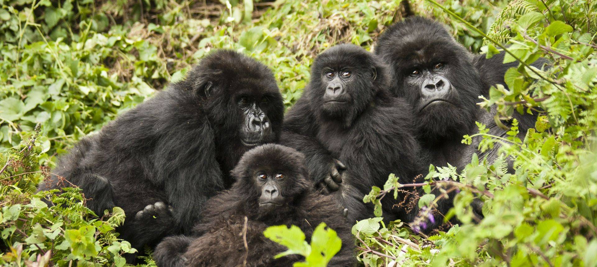 Mountain Gorillas