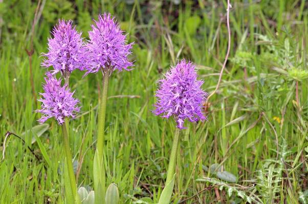 Naked Man Orchids, Greece shutterstock_763656499.jpg