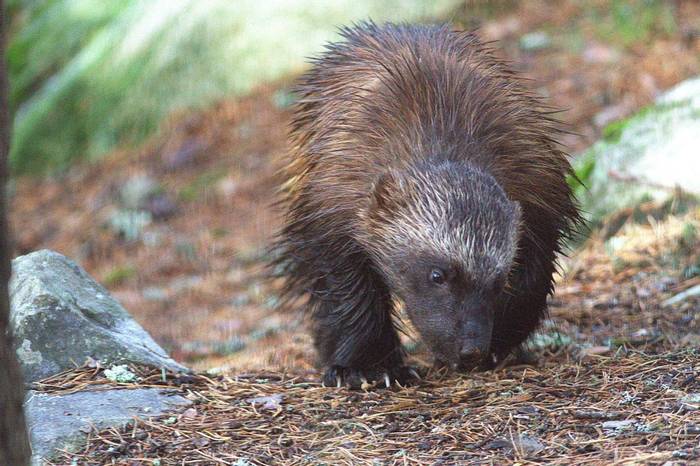 Wolverine looking for food © Jan Kelchtermans.jpg