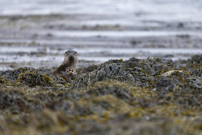 eurasian otter_4R54561.jpg