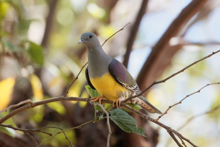 Bruce's Green Pigeon