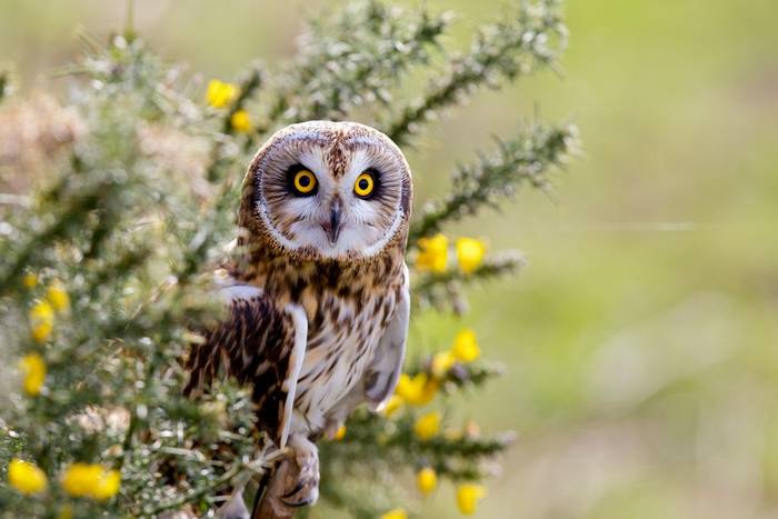 Short-eared owl.jpg