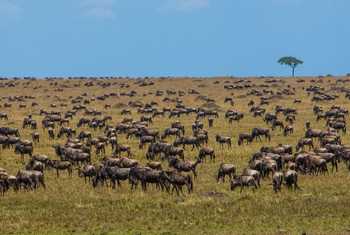 Wildebeest, Tanzania shutterstock_122988250.jpg