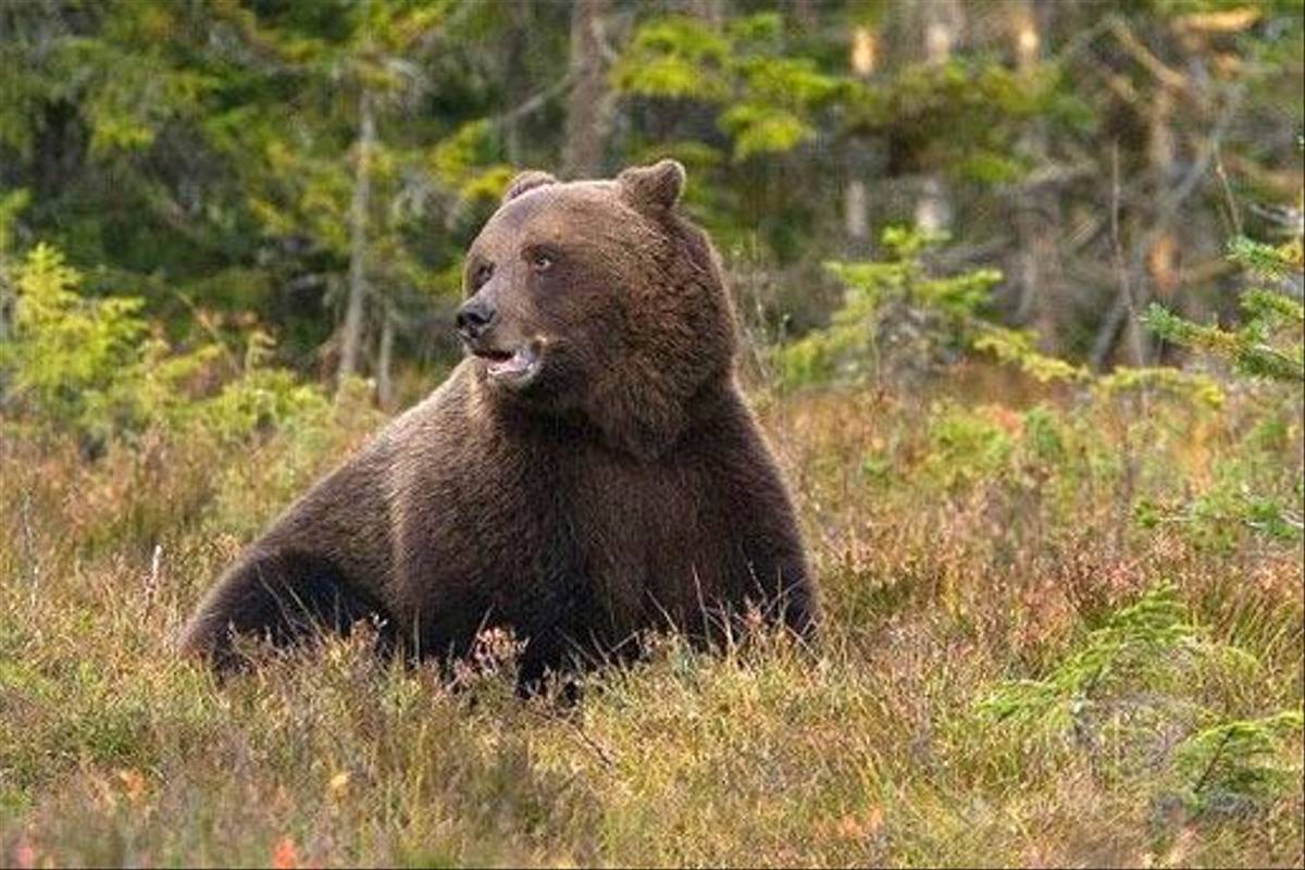Brown Bear (Hakan Vargus)