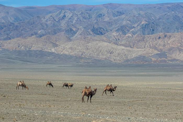 Domestic Bactrian Camel (Matthew Capper)