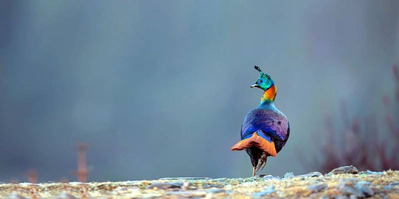 Himalayan Monal, Nepal  Shutterstock 527768491