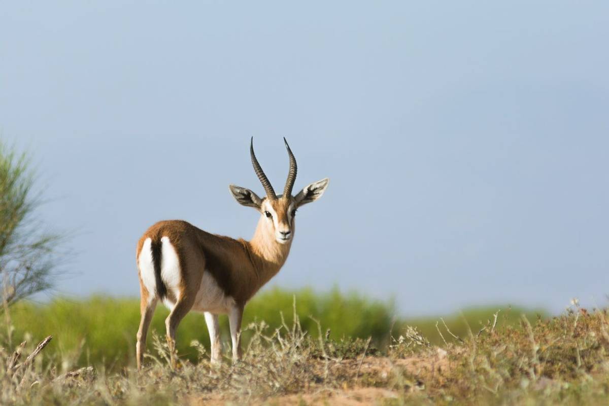 Dorcas Gazelle