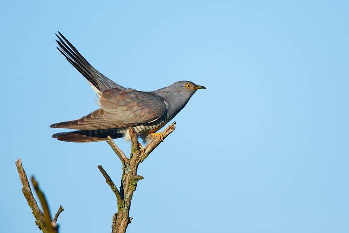 Cuckoo shutterstock_1731839380.jpg