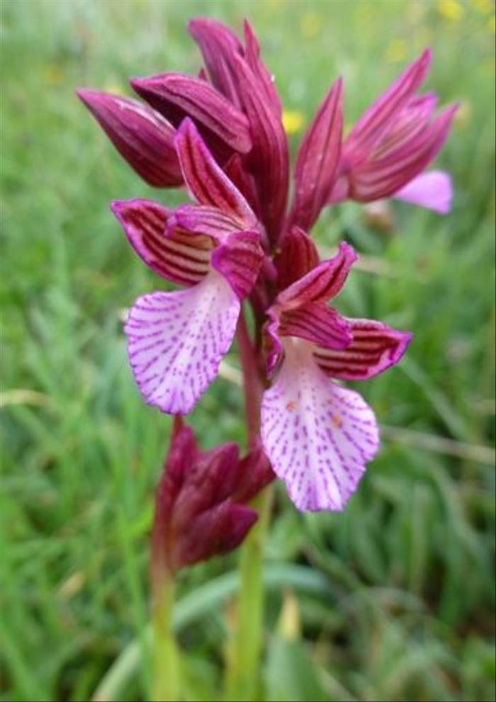 Pink Butterfly Orchid, Orchis papilionacea (Kerrie Porteous)