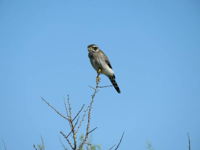 Spot-winged Falconet, Paraguay shutterstock_1852195237.jpg