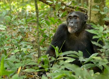 The Best of East Africa: Rwanda, Uganda, Kenya & Tanzania