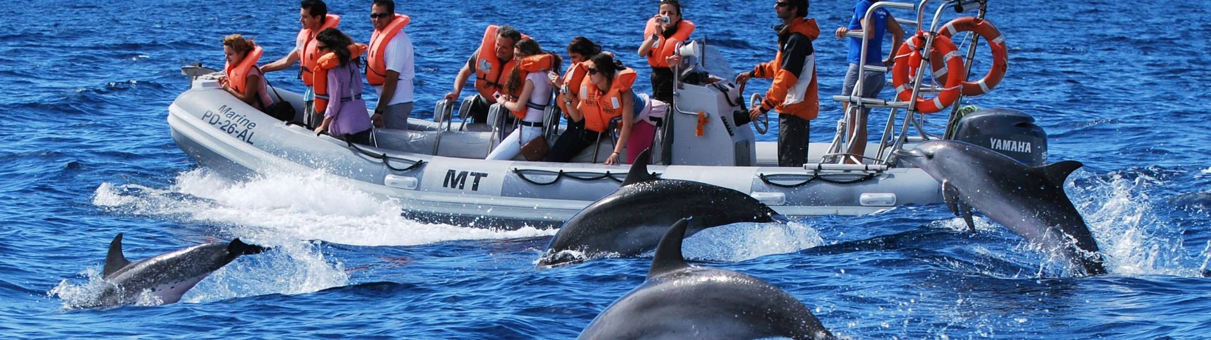Dolphin watching 4, credit Futurismo Azores Adventures.JPG