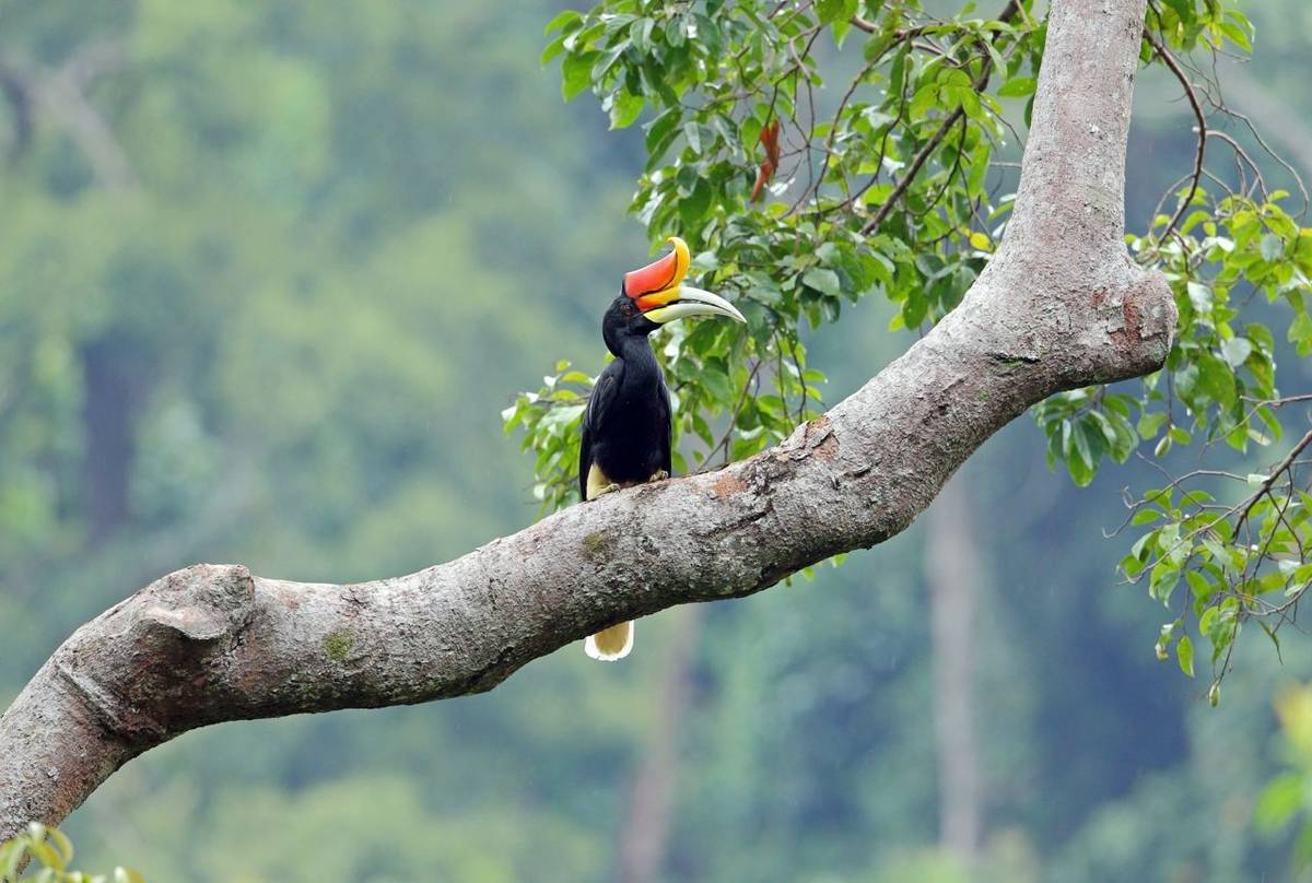 Rhinoceros Hornbill Shutterstock 637799356