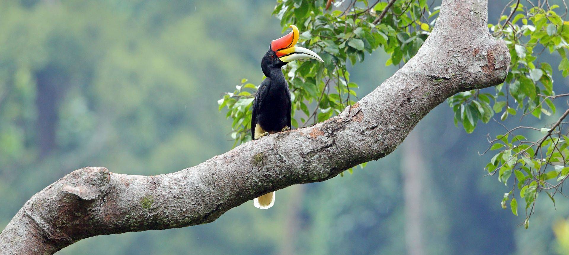 Rhinoceros Hornbill Shutterstock 637799356