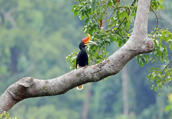 Rhinoceros Hornbill Shutterstock 637799356