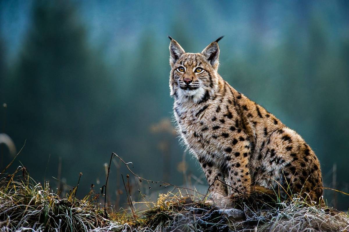 Romania - Wildlife - Eurasian Lynx - AdobeStock_169605540.jpeg