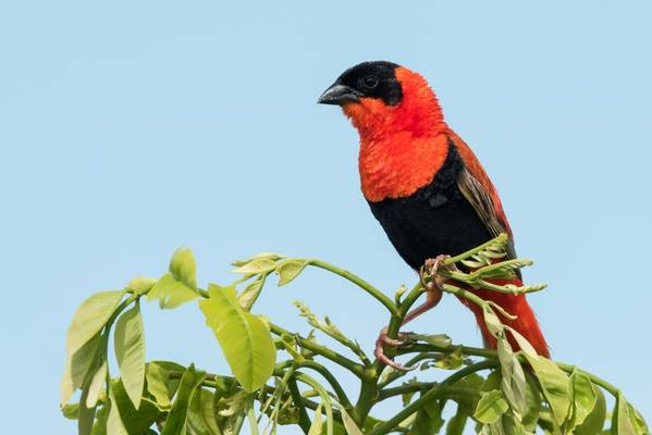 Red Bishop, Gambia shutterstock_221001646.jpg