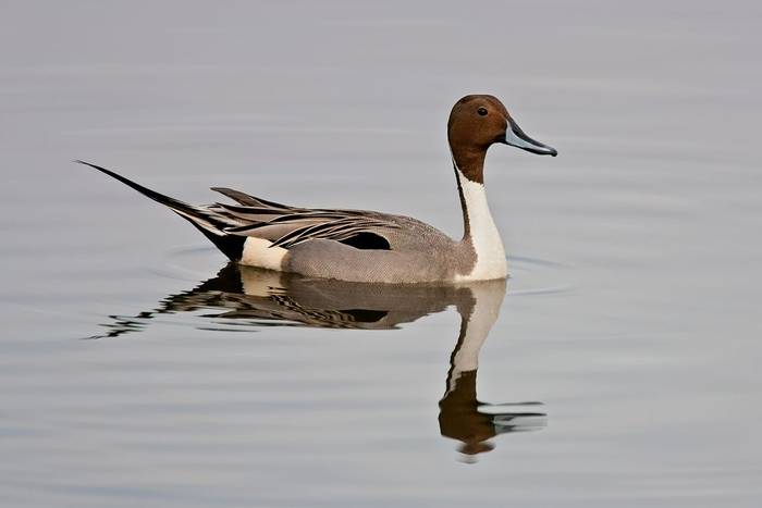 Pintail shutterstock_89593210.jpg