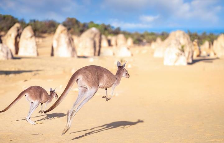 Kanggaroo family jump in Pinnacles rock park in Nambung desert, Australia, this image can use for Kangapoo, animal, travel ,… Kanggaroo family jump in Pinnacles rock park in Nambung desert, Australia, this image can use for Kangapoo, animal, travel ,…