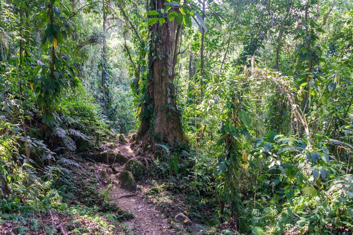 Santa Marta Jungle, Colombia. shutterstock_177840062.jpg