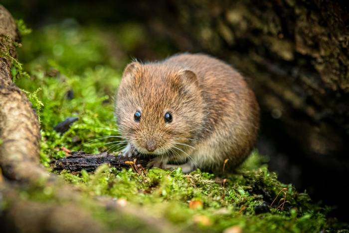 Bank Vole