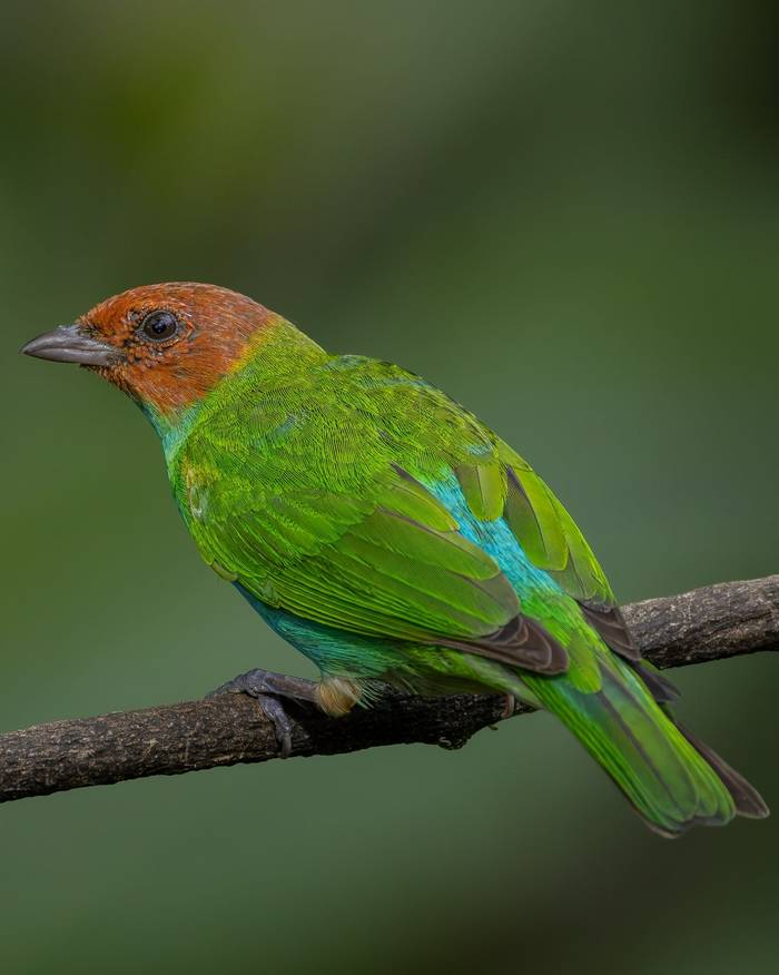 Bay headed Tanager © Francisco Munoz.jpg