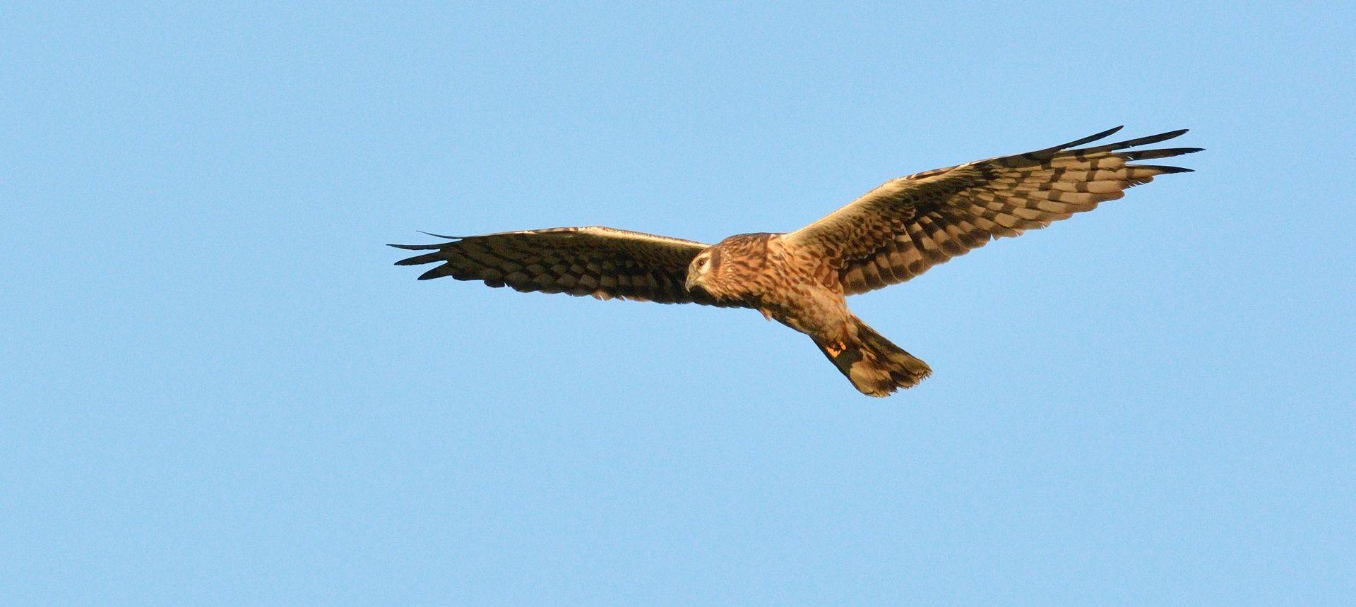 Pallid Harrier Shutterstock 1123867136