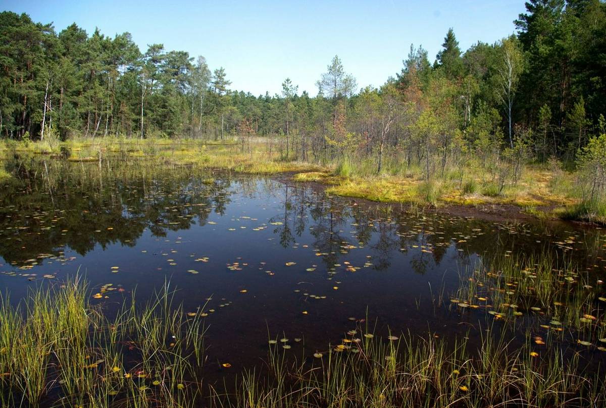 Peatbog, Northern Bohemia.jpg