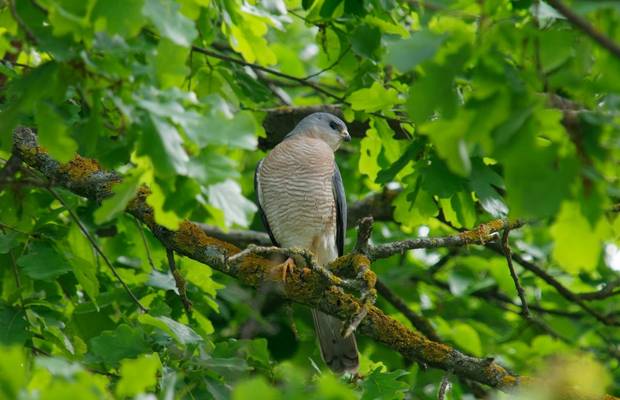 Levant Sparrowhawk, Montenegro shutterstock_722198053.jpg